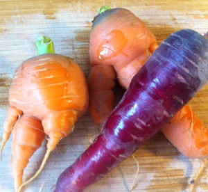 Colorful Fresh Picked Carrots from the garden
