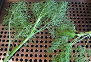 Fresh Dill - ready to be dried