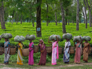Tea pickers